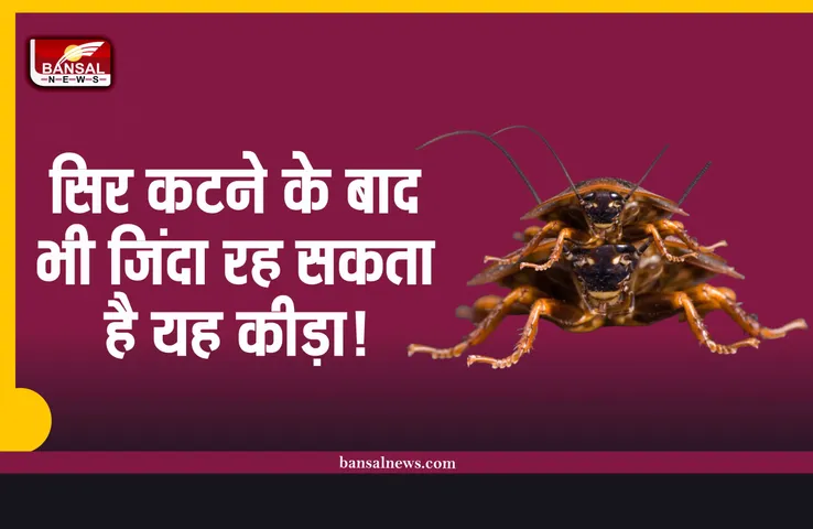 Cockroach : सिर कटने के बाद भी 9 दिनों तक जिंदा रह सकता है यह कीड़ा