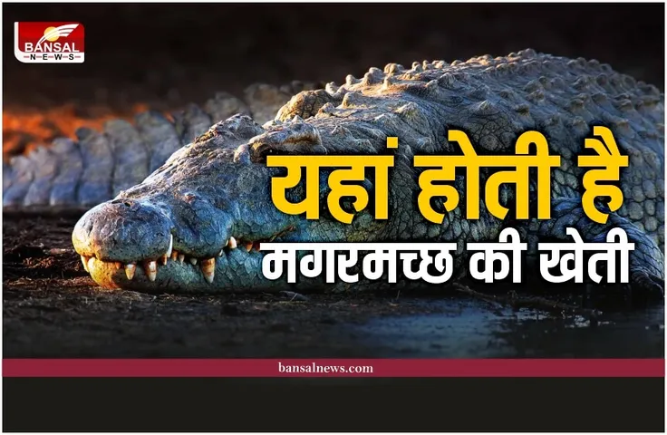 Crocodile Farming: यहां फल, सब्जी नहीं बल्कि होती है मगरमच्छ की खेती, जानिए