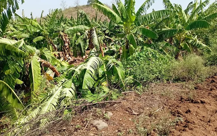 MP News: भारी बारिश से फसलें बर्बाद, दर्जनभर गांवों के किसानों ने किया प्रदर्शन, कही ये बात