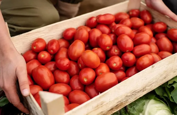 Tomato Price Hike: जब टमाटर ने बना दिया यूं किसानों को लखपति, कमा लिए पूरे 38 लाख रुपए