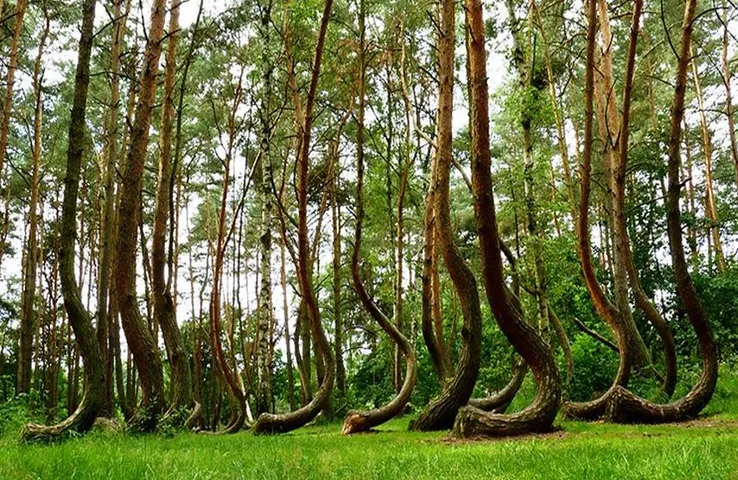 The Crooked Forest: 90 डिग्री पर झुके रहस्यमयी पेड़ दुनिया में यहां, देखकर लगेगा असली है या फिर नकली