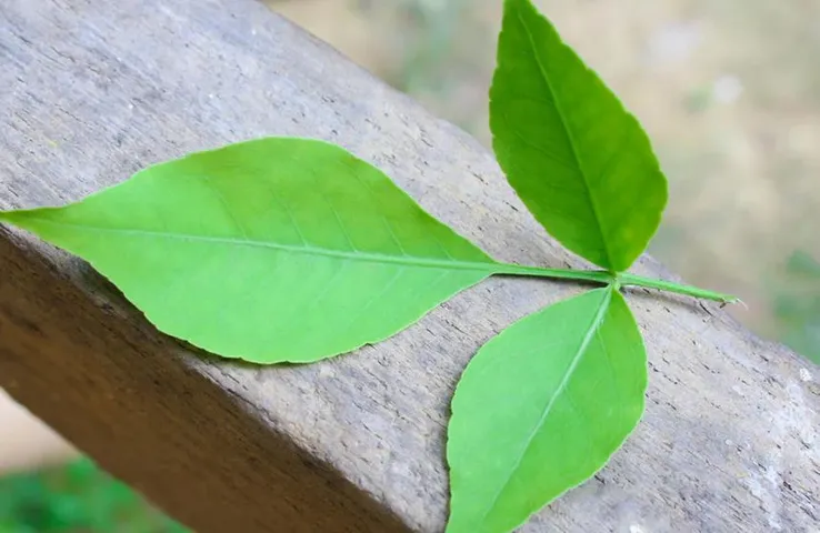 Bel Patra Benefits: दिल की सेहत के लिए फायदेमंद है भगवान शिव का प्रिय बेलपत्र, जानें इसके और भी लाभ