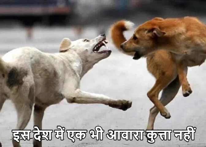 Street Dog Attack: इस देश में नहीं है एक भी आवारा कुत्ता! जबकि चीन के बाद भारत दुनिया में दूसरे नंबर पर