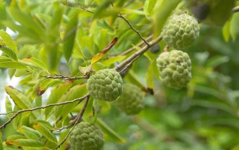 MP News: दस साल पहले फ्री मिले थे सीताफल के पौधे, आज किसान कमा रहे हजारों रुपए