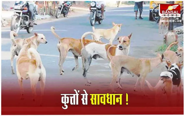 Dog Bite News: आखिर जनवरी में ही क्यों खूंखार हो जाते हैं स्‍वान, ये सावधानी रखें हमला नहीं करेगा डॉग