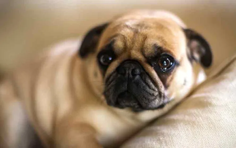 Dog Crying Signs: आपने भी रात में कुत्तों को रोते हुए सुना होगा, आखिर क्यों रोते हैं कुत्ते? वजह कर देगी आपको हैरान