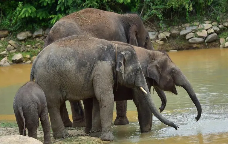 Chhattisgarh News: हाथियों के आने की पूर्व सूचना देगा वन विभाग, दो मोबाइल एप तैयार, अधिकारियों को मिला प्रशिक्षण