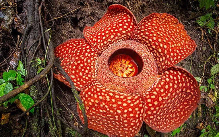 Worlds Largest Flower: खुशबू नहीं बल्कि अपनी बदबू के लिए जाना जाता है ये फूल, खिलने में लगते हैं 5 महीने