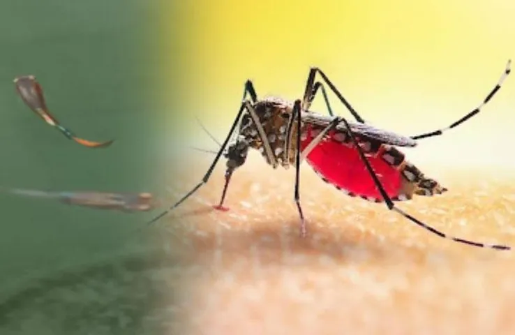 Gambusia Fish: मच्छरों का लार्वा चट करने वाली मछली, डेंगू, मलेरिया से रहेंगे कोसों दूर, जानें पालने का तरीका