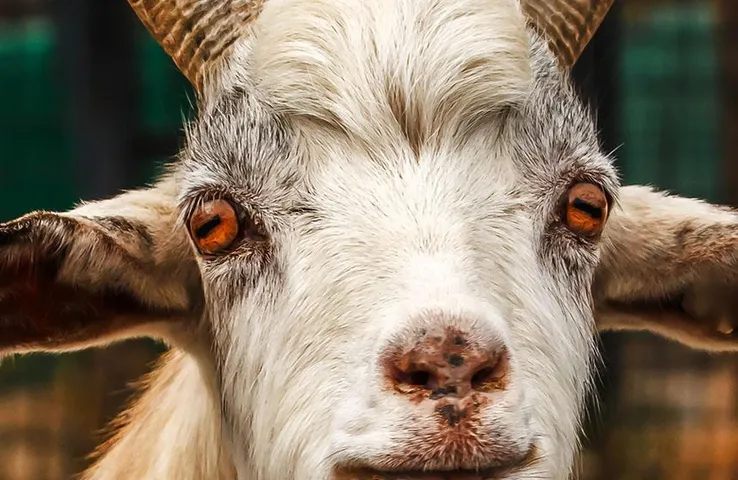 Goat Eye Killed Person: बकरे की आंख ने ली इंसान की जान, डॉक्टर ने लोगों को दी यह सलाह