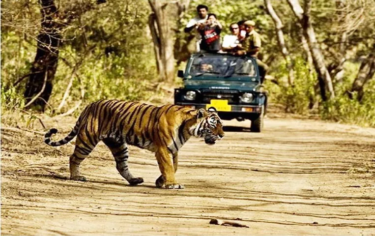 MP News: पर्यटकों के लिए अच्छी खबर, आज से खुले सतपुड़ा समेत प्रदेश के सभी टाइगर रिजर्व