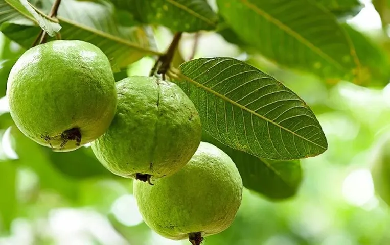 Benefits of Guava Leaves: सुबह खाली पेट करें अमरूद की पत्तियों का सेवन, हमेशा रहेगे निरोग