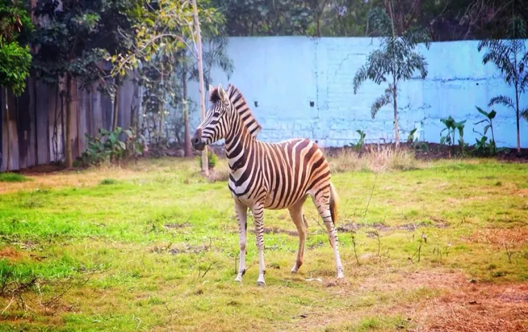 इंदौर के चिड़ियाघर में हुआ अफ्रीकन जेब्रा का जन्म: कुछ घंटों में पैरों पर खड़े होकर की चहलकदमी, 3 साल पहले आया था जोड़ा