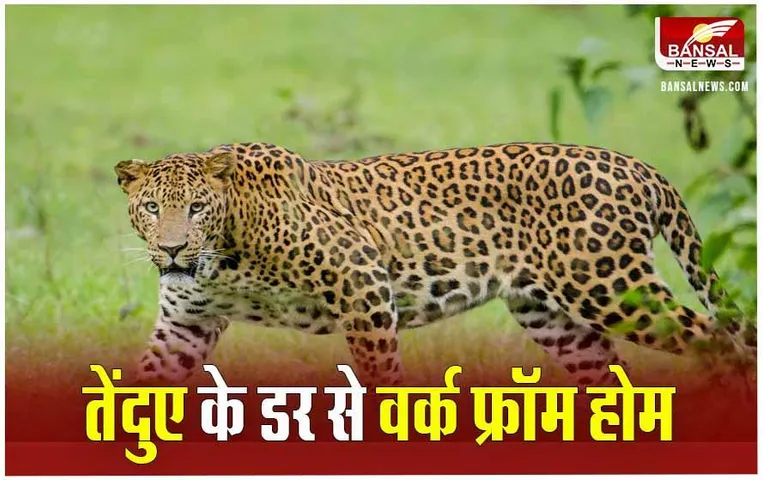 Indore News: तेंदुए की दहशत से इंदौर की 2 सॉफ्टवेयर कंपनियों ने कर्मचारियों के लिए जारी की एडवाइजरी