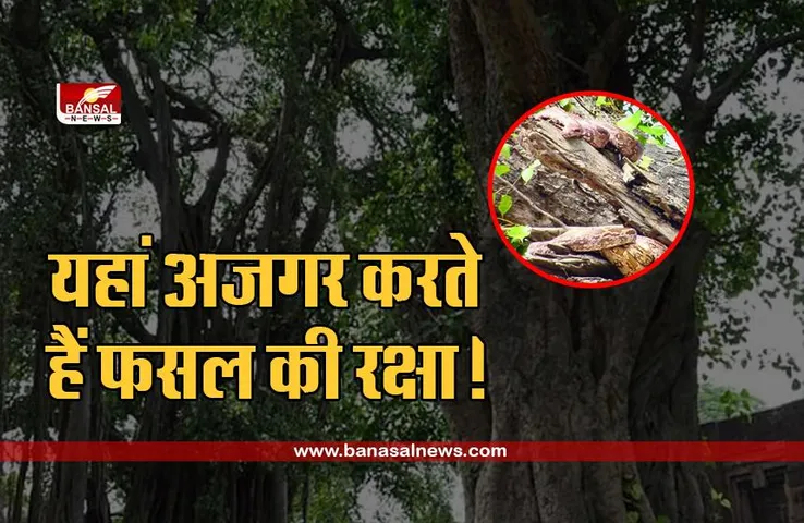 Janjgir-Champa: इस गांव में साथी बनकर रहते हैं दर्जनों अजगर! गांव वाले करते हैं उनकी पूजा