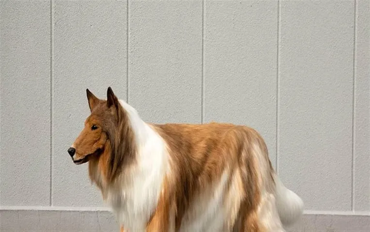 Japanese Man Becomes Dog: जापान के एक शख्स ने इंसान से कुत्ता बनने के लिए 18 लाख रुपए खर्च किया, बताया कुत्ता बनने का था सपना