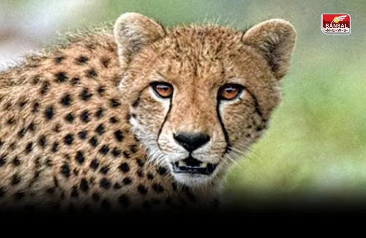 Kuno National Park: कूनो नेशनल पार्क में चीता तेजस की कैसे हुई मौत? पोस्टमार्टम रिपोर्ट में सामने आई चौंकाने वाली वजह