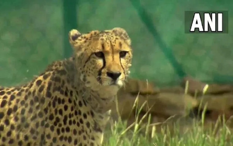 Kuno National Park : कूनो नेशनल पार्क से निकालकर इस गांव में घुसा चीता,लोकेशन ट्रेस करने में जुटी टीम