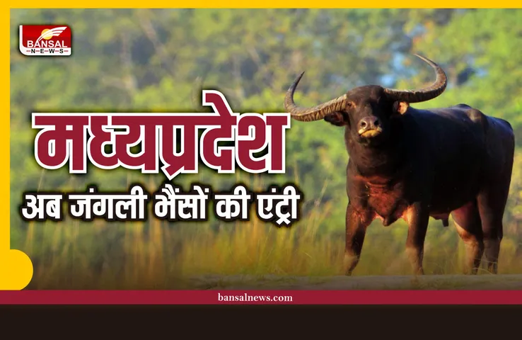 अफ्रीकन चीतों के बाद अब मध्यप्रदेश में आएंगे जंगली भैंसे