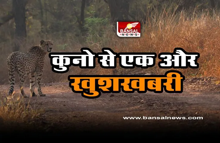 Kuno Land of the Cheetah : चीता की धरती से आईं खुश कर देने वाली तस्वीरें, कुनो नेशनल पार्क ने कीं शेयर