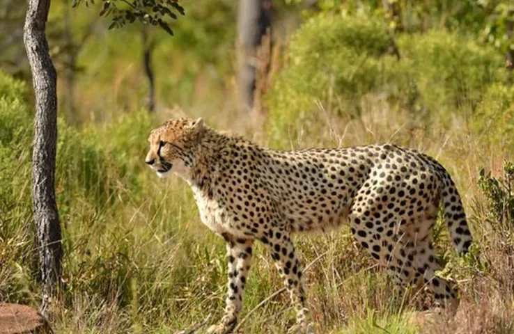 Kuno National Park: प्रभास-पावक ने पकड़ी रफ्तार! दक्षिण अफ्रीका से लाए गए दो और चीतों को छोड़ा KNP में, अब हुए इतने