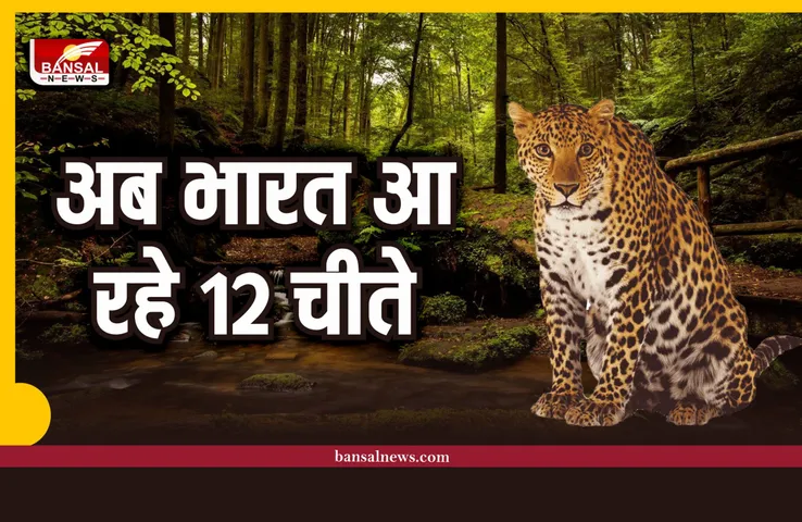 Kuno National Park : नामीबिया से आए चीतों का बढ़ेगा कुनबा, अब भारत आएंगे 12 चीते