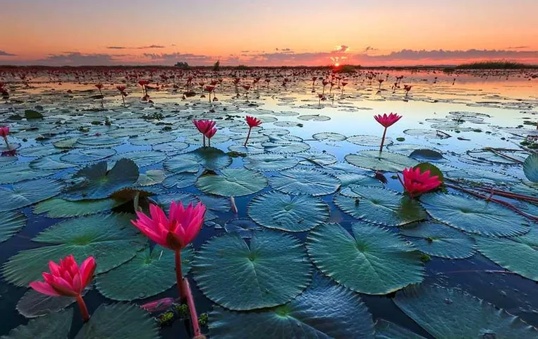 Lotus Valley Indore: इंदौर में है एशिया की सबसे बड़ी लोटस वैली, प्राकृतिक सुन्दरता और आकर्षण से है भरपूर