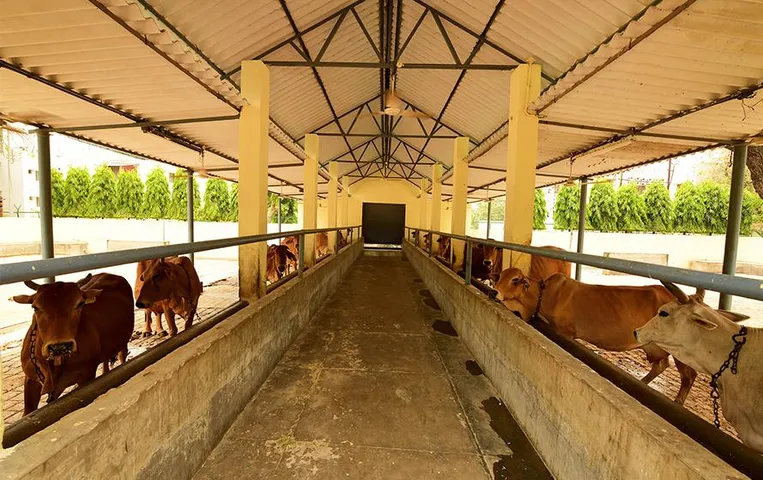 MP News: मप्र की सबसे बड़ी गौशाला में गौवंश का मुरली की धुन पर हो रहा इलाज, 80 फीसदी गाय हुईं ठीक