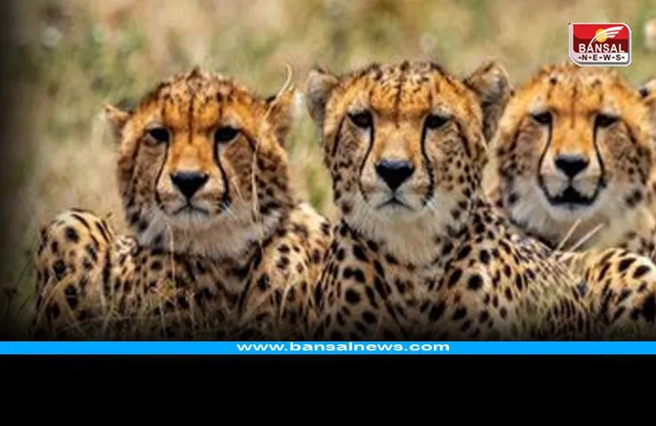 MP Kuno National Park: क्या शिफ्ट किए जाएंगे चीते? दो की मौत होने पर नई दिल्ली में होगी बैठक