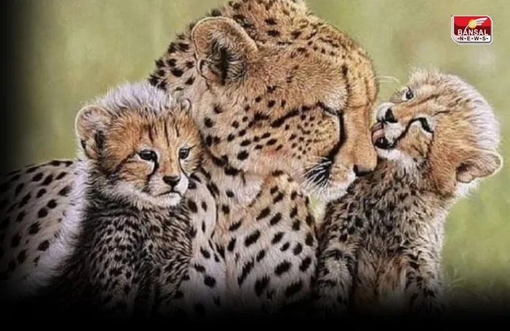 Project Cheetah: चुनौतियों के बावजूद जारी रहेगी भारत में चीतों को बसाने की योजना, पढ़ें पूरी खबर