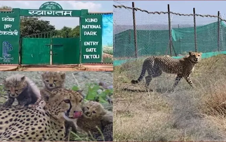 MP Kuno National Park: मंदसौर के गांधी सागर और नौरादेही में शिफ्ट होंगे चीते, 6 की मौत के बाद लिया फैसला