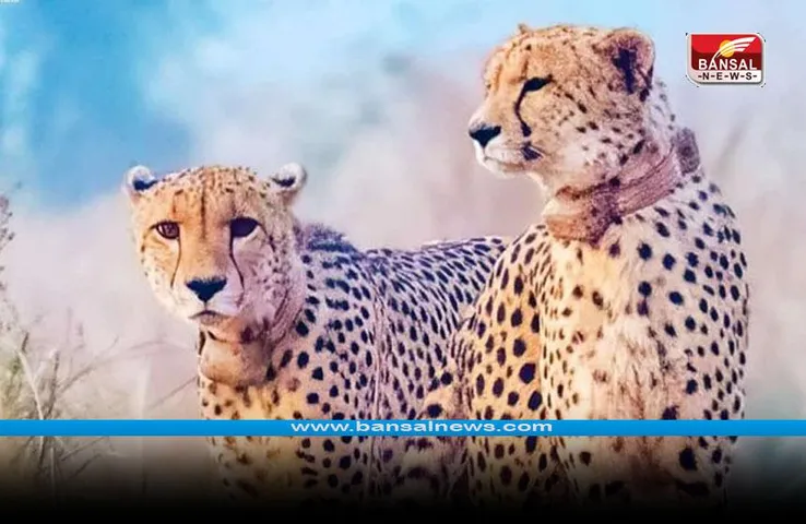 MP Kuno News: कुनो नेशनल पार्क से आई एक और सुखद खबर