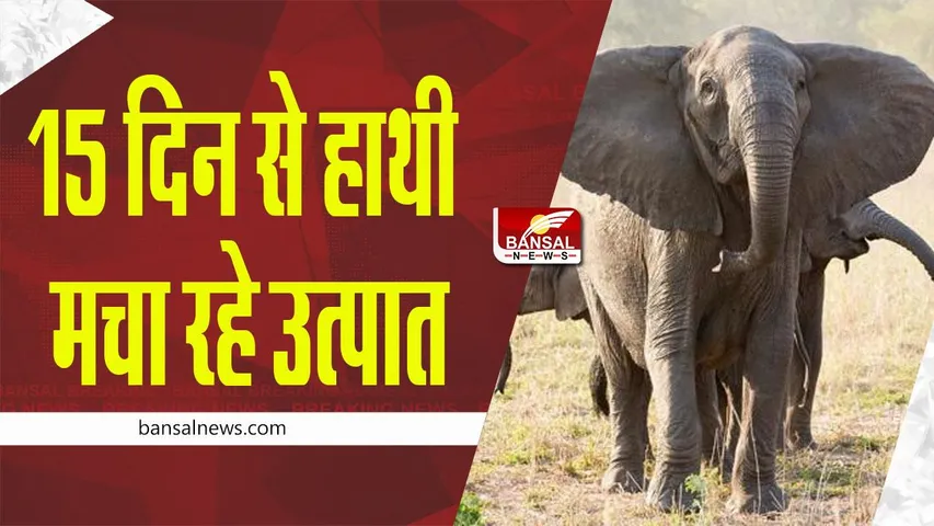 MP News: यहां 15 दिन से हाथियों के तीन दल मचा रहे उत्पात, युवक को कुचला