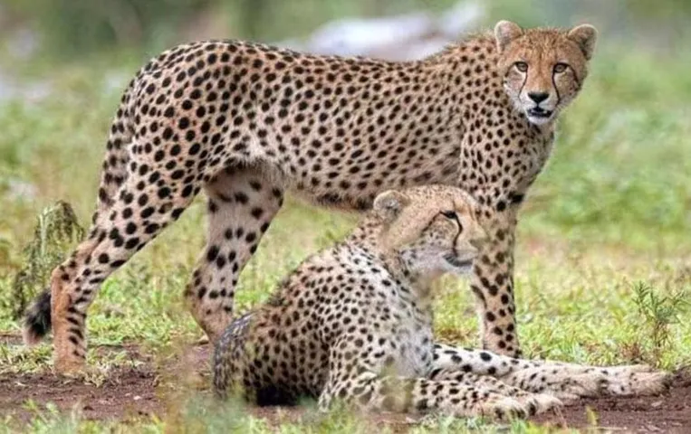 MP News: कूनो नेशनल पार्क में छोड़े गए दो चीते ‘अग्नि’ और ‘वायु’, पर्यटक भी कर सकेंगे दीदार