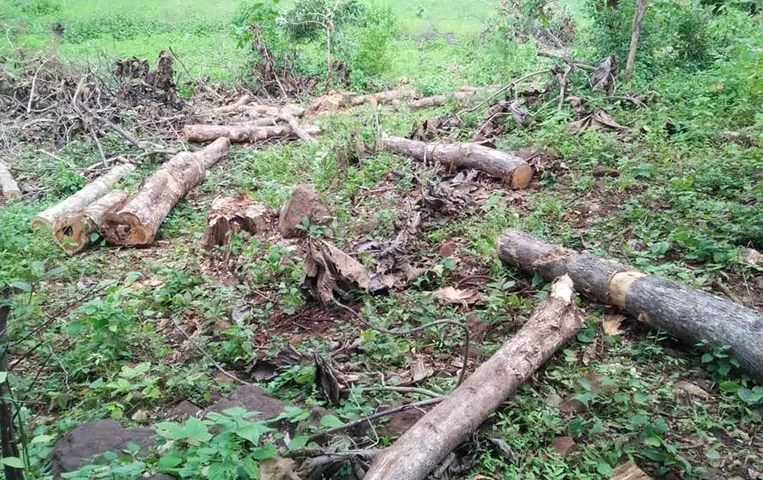 MP News: नेशनल हाइवे के किनारे सागौन के पेड़ों की अंधाधुंध कटाई, SDOP ने गठित किया जांच दल