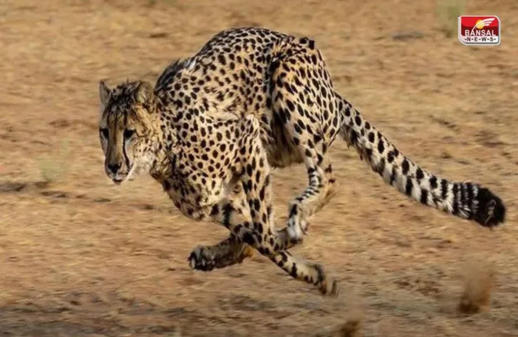 MP के कूनो नेशनल पार्क में एक और चीता छोड़ा गया, अब इतनी हुई संख्या