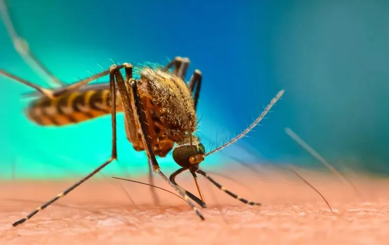 Kondagaon News : कोण्डागांव जिले में 12 साल की जागेश्वरी की मलेरिया से मौत, भाई का  इलाज जारी