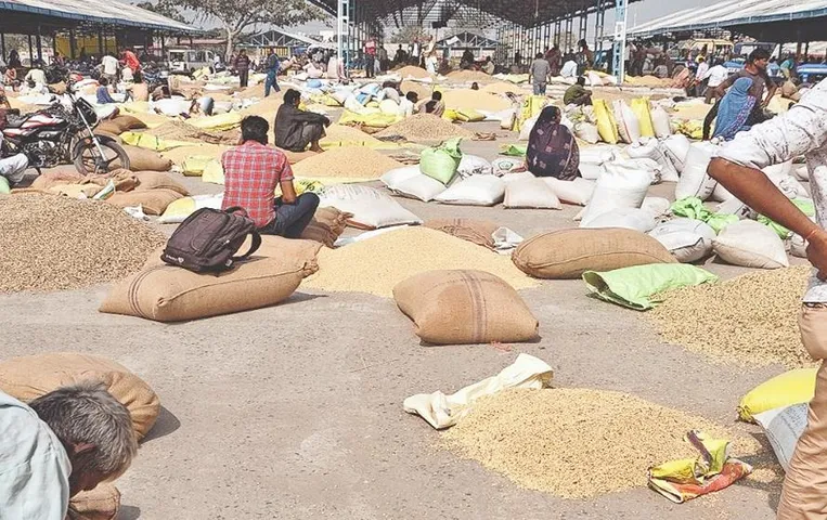 Mandsaur News: किसानों पर दोहरी मार, पहले बादल बने दुश्मन, अब फसलों के भाव ने बढ़ाई चिंता