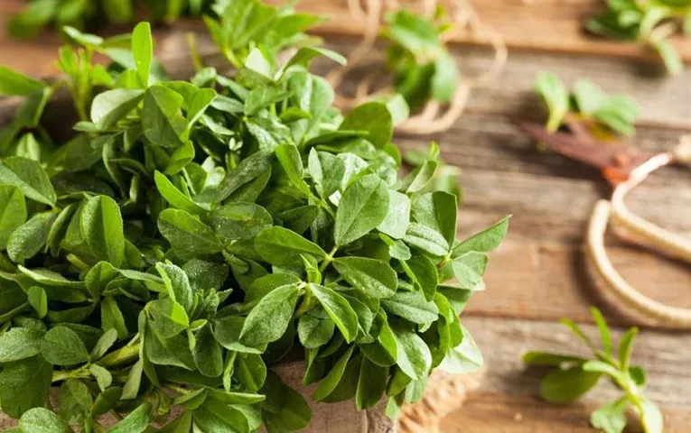 Methi Leaves Benefits: औषधीय गुणों से भरपूर हैं घर में उगे ये पत्ते, सर्दियों में इसे खाने से मिलेंगे 6 गजब के फायदे
