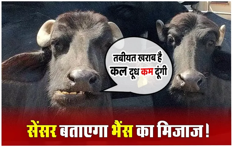 Milk Monitoring System: सेंसर बताएगा कौन सी भैंस कल कम दूध देगी, कौन सी भैंस होगी बीमार, जानें क्या है पूरा प्रोजेक्ट