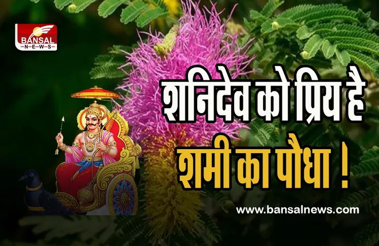 Shani Dev Upay: शनिदेव को प्रिय है शमी का पौधा ! साढ़े साती और शनि की ढैय्या से सारी बाधाएं होती दूर, जानें ये खास खबर