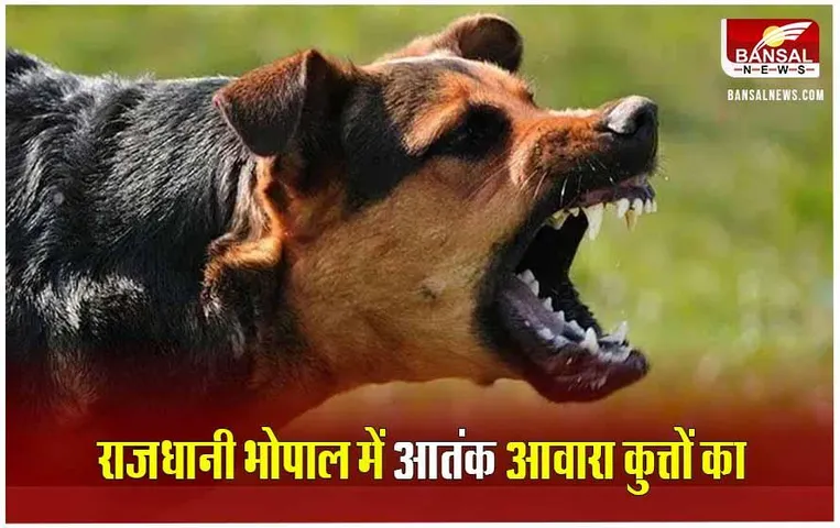 MP News: भोपाल में फिर दिखा कुत्तों का आतंक, मासूम समेत 4 लोगों को बनाया शिकार