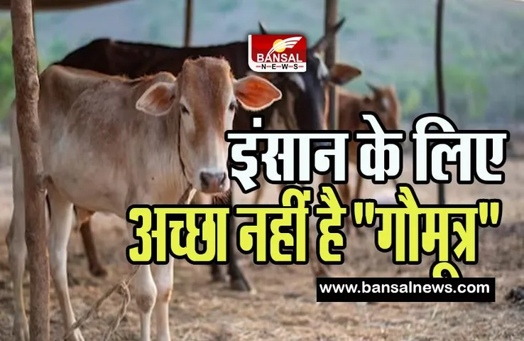 Cow Urine: सावधान ! सीधे गाय का मूत्र पीना है होता है सेहत के लिए हानिकारक,  IVRI की रिपोर्ट ने किया दावा