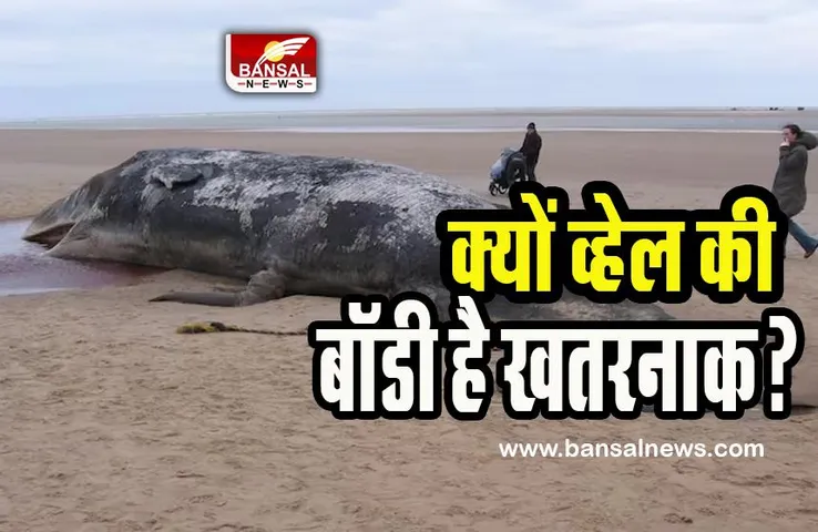 Whale Dead Body Fact: क्यों व्हेल की डेड बॉडी होती है खतरनाक ? बनती है इंसानों की मौत की वजह, जानें फैक्ट