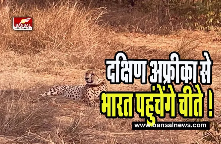 Cheetah in India :  17 फरवरी को दक्षिण अफ्रीका से भारत पहुंचेंगे चीते !  सात नर और पांच मादा चीते है शामिल