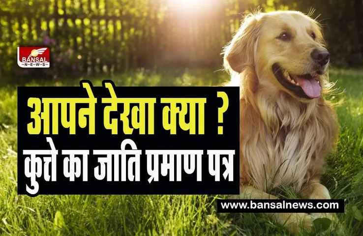 Dog Cast Certificate Viral : आवेदक का नाम- टॉमी, पिता का नाम-शेरू, चौंक गए आप ! जब शख्स ने कुत्ते के जाति प्रमाण पत्र के लिए किया आवेदन