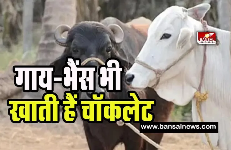 Ummb Chocolate to Cow: इंसान ही नहीं अब गाय-भैंस भी लेगी चॉकलेट का मजा ! पहले के मुकाबले ज्यादा देगी दूध