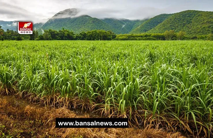 Sugarcane FRP Hike: मोदी सरकार ने गन्ना किसानों को दी बड़ी सौगात, इतना हुआ नया FRP