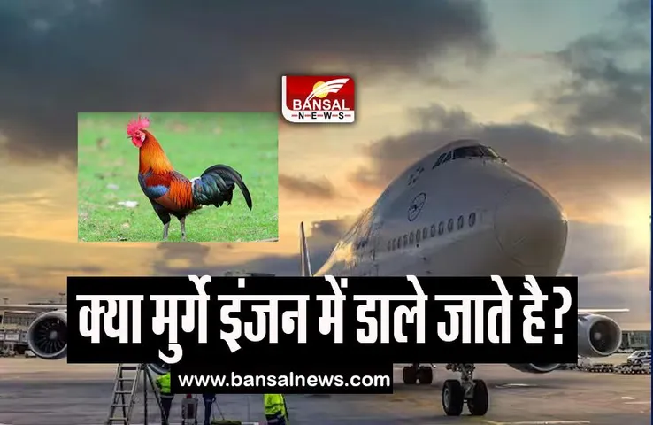 Airplane Engine Chicken: आखिर मुर्गे को इंजन में फेंकने के पीछे क्या होता है लॉजिक, जानिए इसका पूरा सच