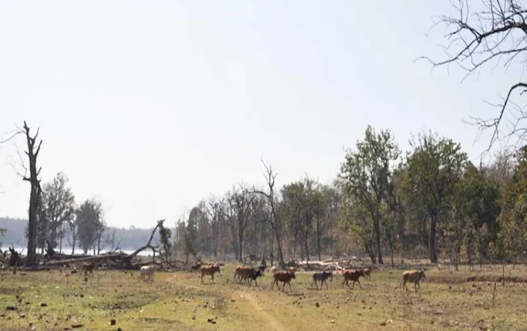 MP News: 36 साल से कागजों में घूम रहा ओंकारेश्वर राष्ट्रीय उद्यान, तीन दशक में सिर्फ एक कमरा बना